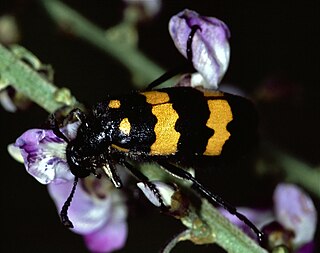 <i>Mylabris phalerata</i> species of beetle