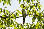 Thumbnail for File:Yellow-billed cuckoo (29705325668).jpg