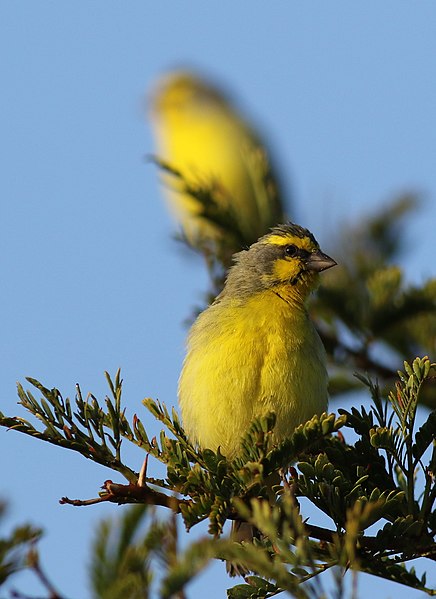 File:Yellow-fronted canary, Crithagra mozambicus, at Pilanesberg National Park, Northwest Province, South Africa (28486710825).jpg