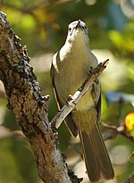 Thumbnail for Yellow-streaked greenbul