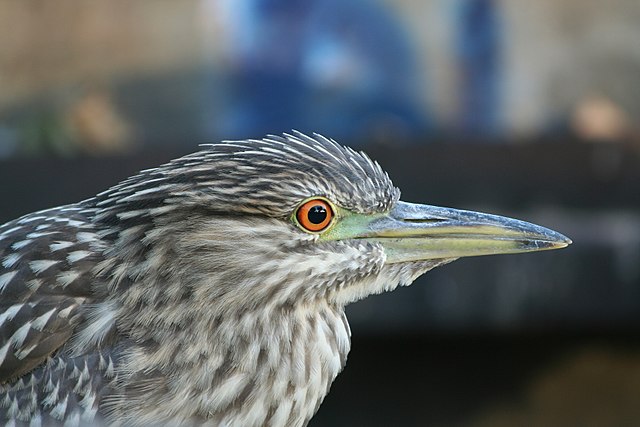 Молодая обыкновенная кваква (Nycticorax nycticorax) на озере Мерритт (Калифорния)