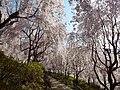 斜面の桜