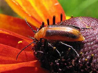 <i>Zonitis vittigera</i> Species of beetle