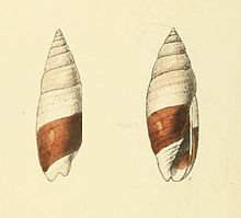 Zoologik rasmlar Mitra bicolor.jpg