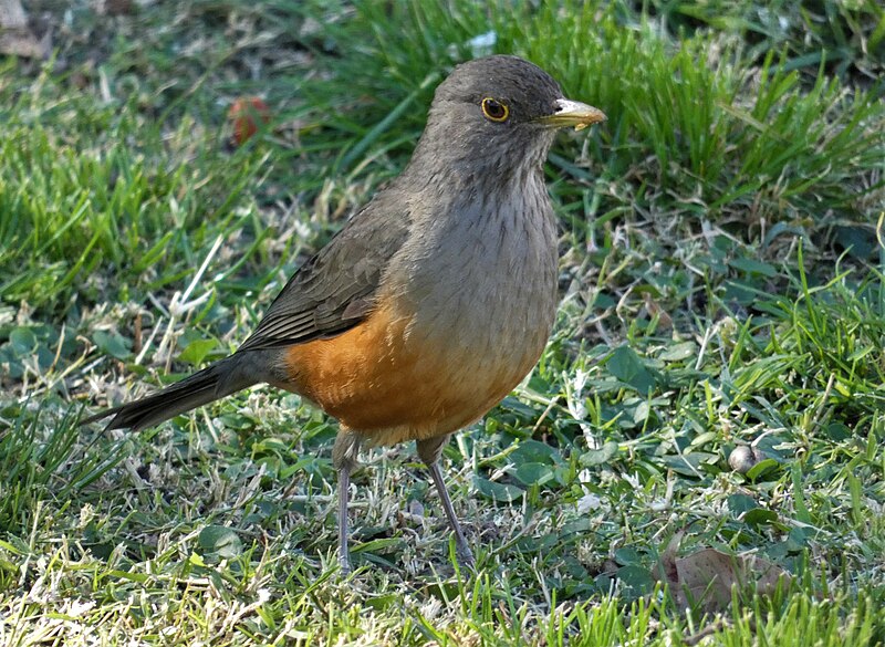 File:Zorzal (Turdus rufiventris), Uruguay, 2020.jpg