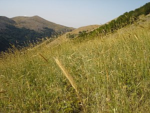 Поле со див 'рж на планината Бистра, самоникнат од некогашни посеви