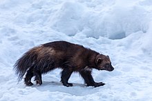 In recent decades, wolverine populations have grown in Finland. Ahtari Zoo, Finland (39164884190).jpg