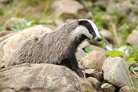 Badger en Synevyr (región de Transcarpacia, Ucrania)