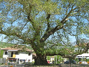 Старо стебло на јавор во центарот на селото Теово