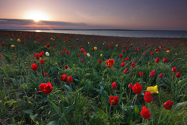 Tulipa suaveolens, one of the most typical spring flowers of the Pontic-Caspian steppe