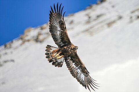 Golden eagle in flight at Pfyn-Finges (Switzerland)