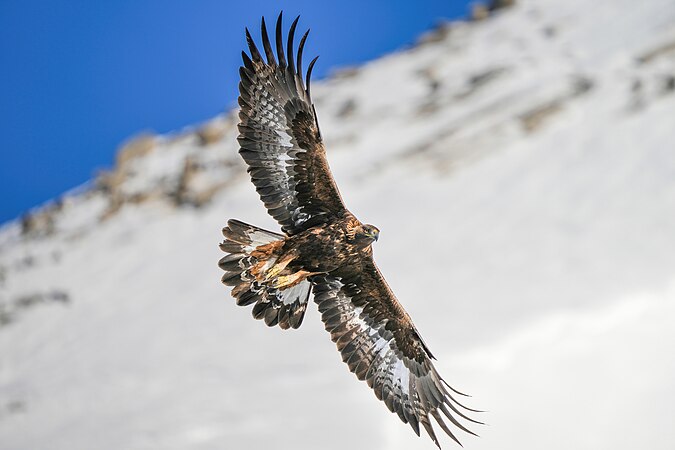 Golden eagle in flight at Pfyn-Finges (Switzerland).. Photo by Giles Laurent