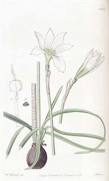 Zephyranthes mesochloa