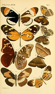 <i>Pampasatyrus</i> Genus of brush-footed butterflies