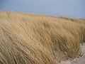 Beach grass on dune on Sylt, Germany.