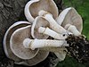 22/10/2010 Agrocybe cylindrica (DC 1815 - Fr.) Maire 1938 113768.jpg