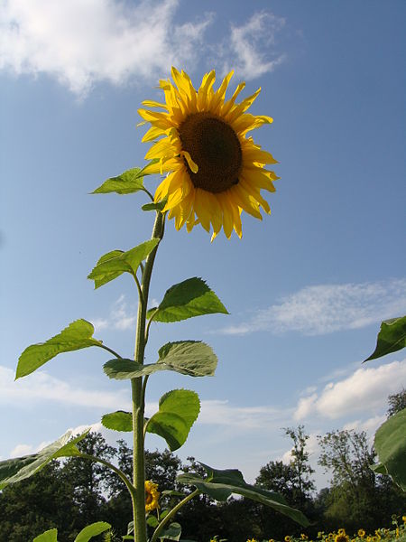 File:2010 sonnenblume (Helianthus annuus).JPG