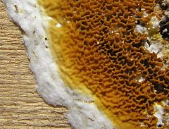 Serpula (fungus) httpsuploadwikimediaorgwikipediacommonsthu