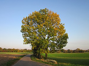 Gemeine Esche: Beschreibung, Verbreitung und Standortansprüche, Ökologie