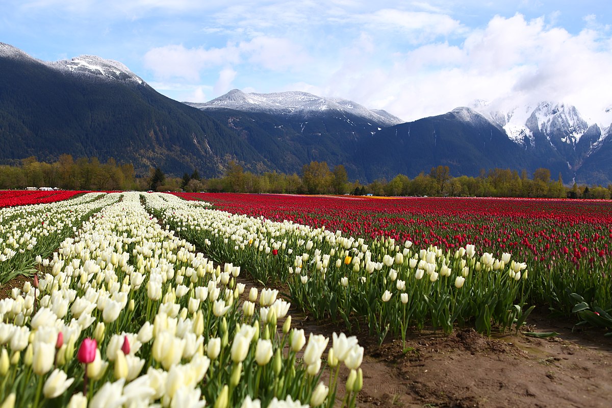 Tulip festival - Wikipedia