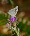 Kaisermantel - Argynnis paphia, Weibchen