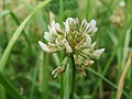 Trifolium repens Weiß-Klee