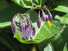 Fellenwort (Solanum dulcamara) 20140819Solanum dulcamara2.jpg