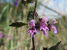 Gros plan en couleurs sur 3 fleurs mauves