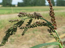 20150629Echinochloa crus-galli3.jpg