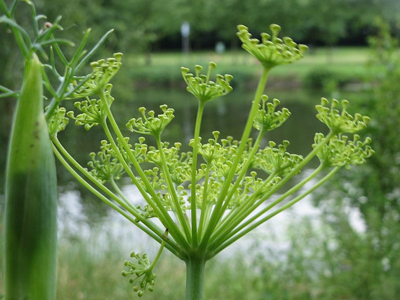 File:20170617Anethum graveolens1.jpg