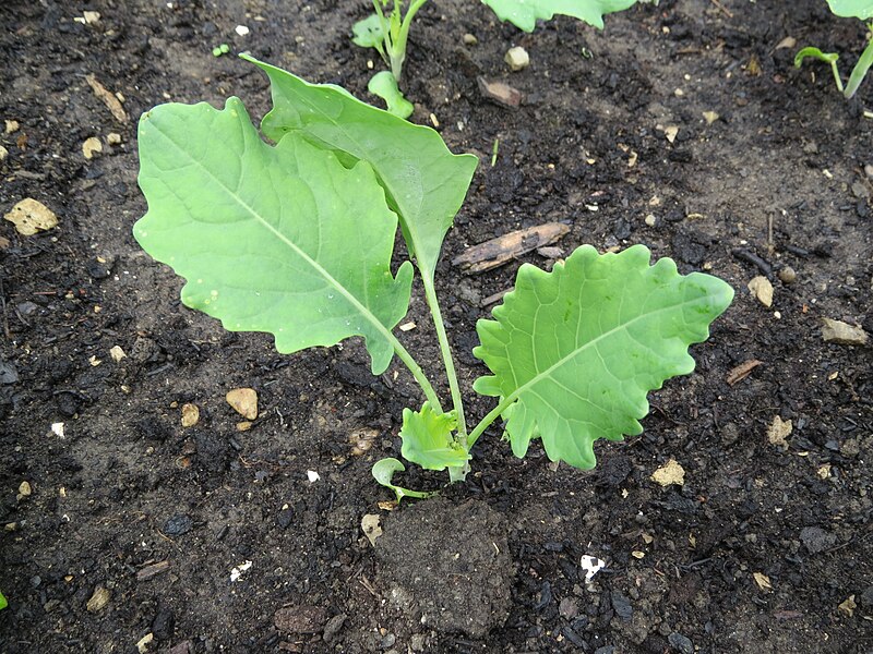 File:2018-06-01 (131) Leaves of young Brassica oleracea var. gongylodes (Kohlrabi) at Bichlhäusl in Frankenfels, Austria.jpg