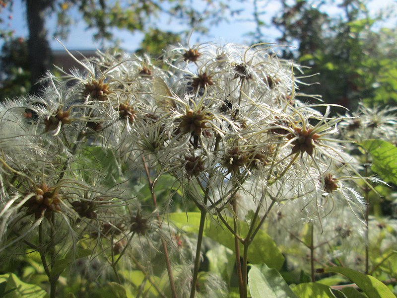 File:20180826Clematis vitalba2.jpg