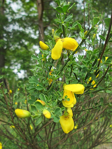 File:20190507Cytisus scoparius2.jpg