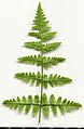 * Nomination Dryopteris dilatata. Leaf abaxial side. --Knopik-som 00:30, 8 June 2021 (UTC) * Promotion  Support Good quality. --Tagooty 02:39, 8 June 2021 (UTC)