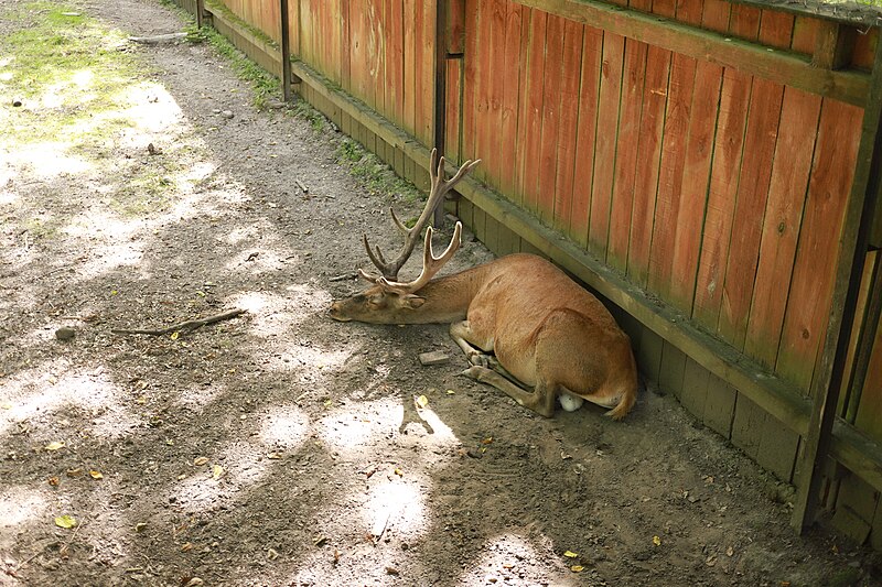 File:20237031 140505 July 2023 in Białowieża.jpg