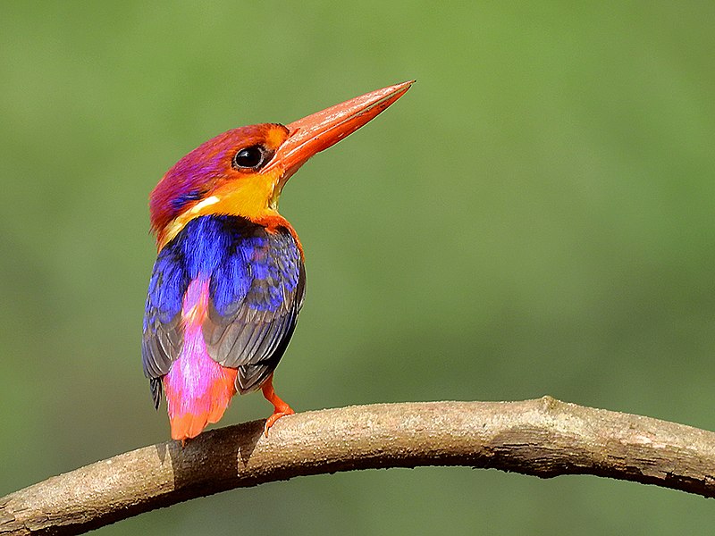 File:24. Another Oriental dwarf kingfisher (Ceyx erithaca) photograph by Shantanu Kuveskar.jpg