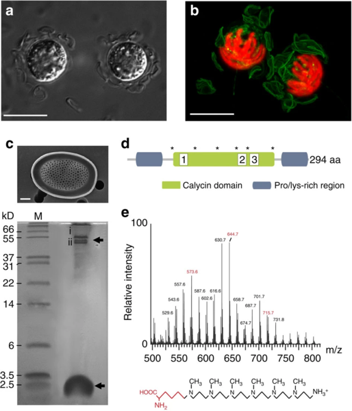 File:41467 2016 Article BFncomms10543 Fig1 HTML.webp