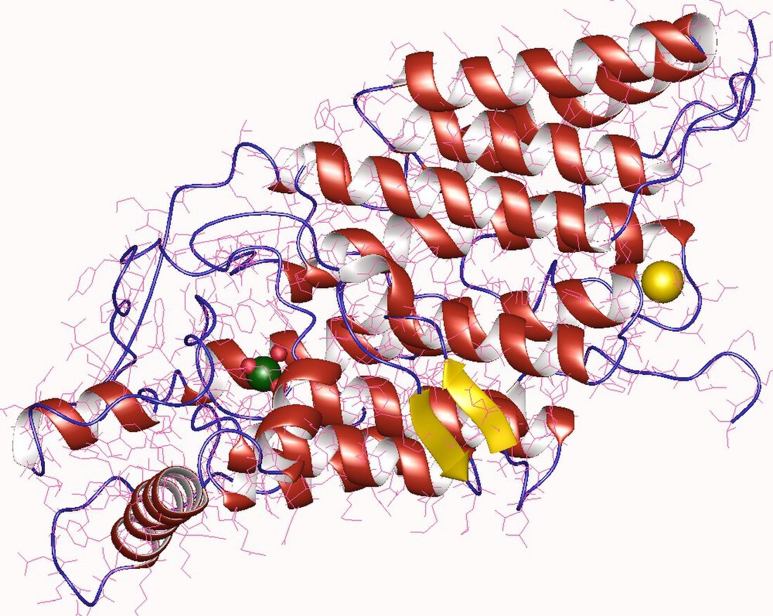 Thyroid peroxidase