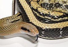 Chinese beauty snake (Elaphe taeniura taeniura) A7F06024-2 copy.jpg