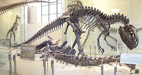 Deinosuchus Skeleton dinosaur replica, DINOSAURS ROCK SUPERSTORE