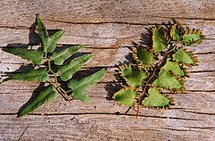 ARAJ Lygodium microphyllum foliage.jpg