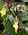 A and B Larsen orchids - Brassia Rex Dscn3815z.jpg