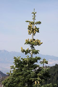 Abies concolor subsp. concolor