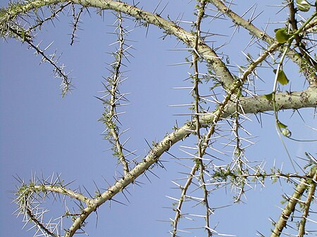 Tập_tin:Acacia_thorns.jpg