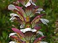 Inflorescence of Acanthus mollis