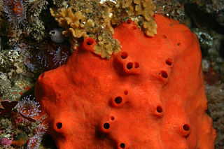 <span class="mw-page-title-main">Acarnidae</span> Family of sponges