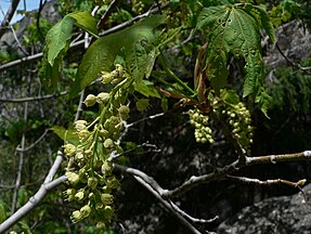 Acer macrophyllum