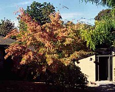 Albero in coltivazione, Danimarca