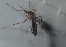 A. rubrithorax Aedes rubrithorax.png