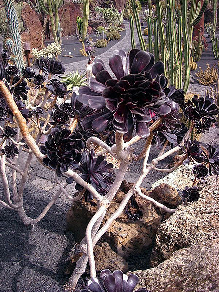 File:Aeonium arboreum atropurppureum.jpg